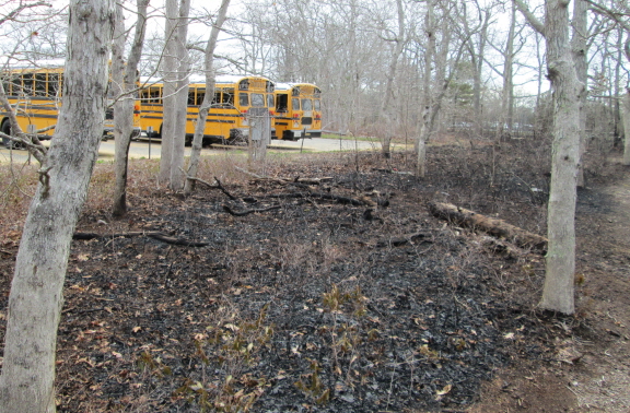 The backside of the buses, seen from our usual route. In early May, a brushfire scorched the woods hereabouts.