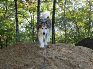 dog coming down hill